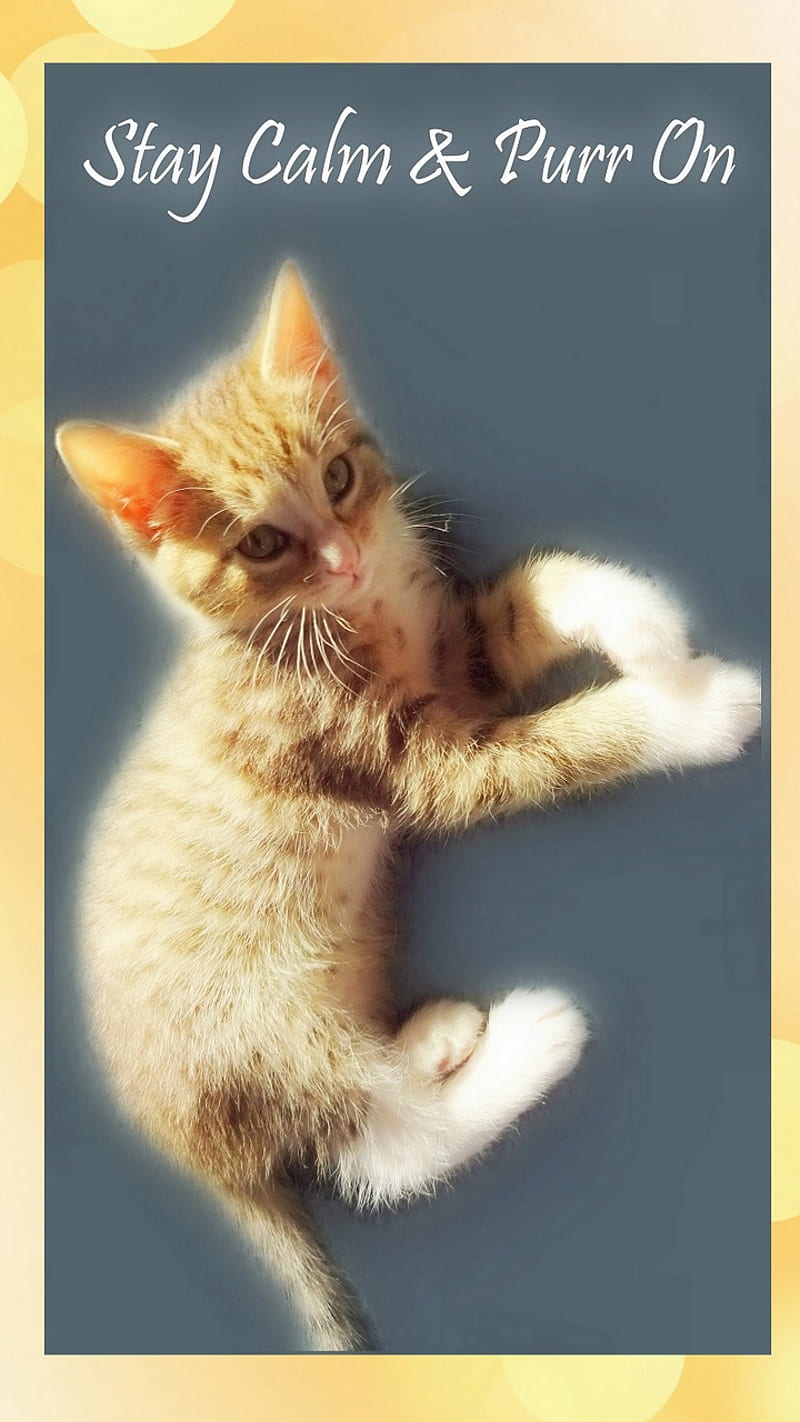 Stay Calm Purr On, cat, fun, kitten, kitty, life, motivate, peace, relax, sayings, HD phone wallpaper