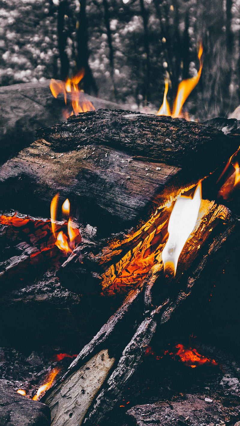 Wood Fire Camping, forest, on, HD phone wallpaper
