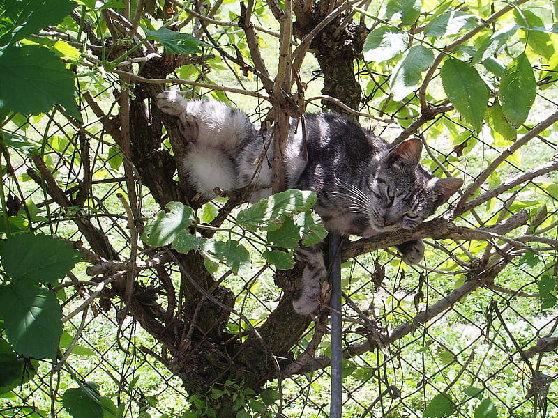 Crazy Cat, tree, nature, sleep, cat, HD wallpaper