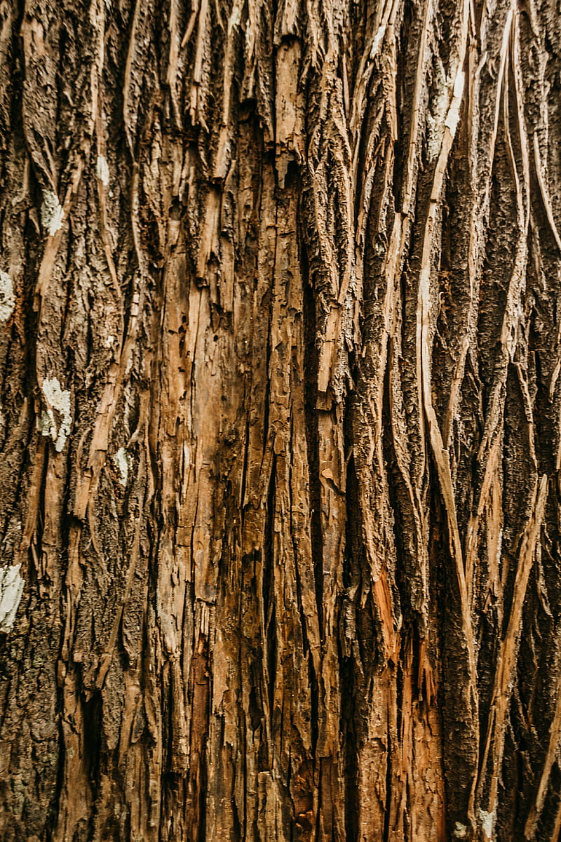bark, tree, relief, wooden, texture, HD phone wallpaper
