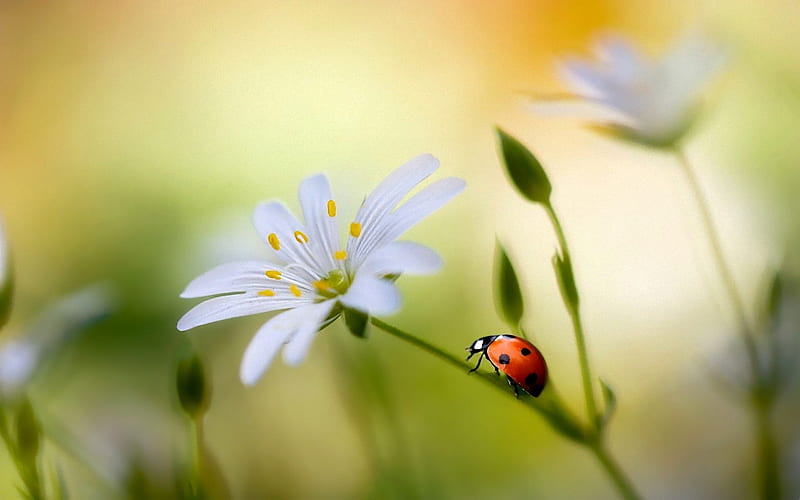 Ladybug, bloom, macro, flower, flowers, nature, petals, ladybird, HD wallpaper