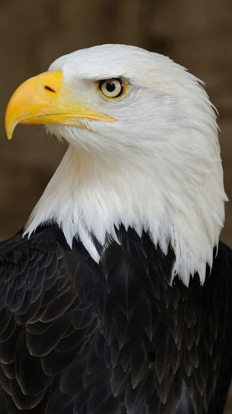 águila, pájaros, Fondo de pantalla de teléfono HD | Peakpx