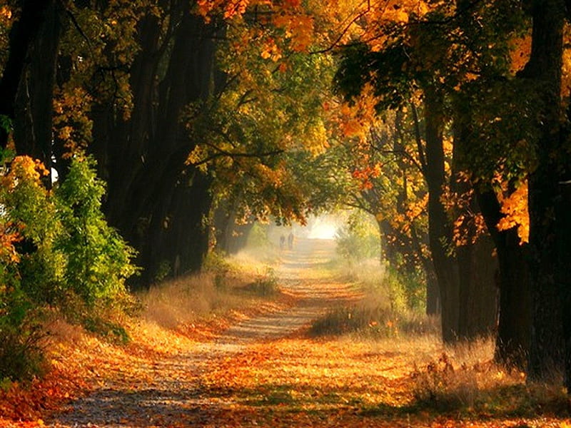 Walk in autumn, autumn, leaves, walkway, green, orange, trees, HD wallpaper