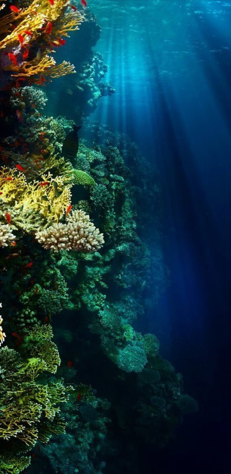 coral reef, aquarium, ocean, sea, tropical, under, water, HD phone wallpaper