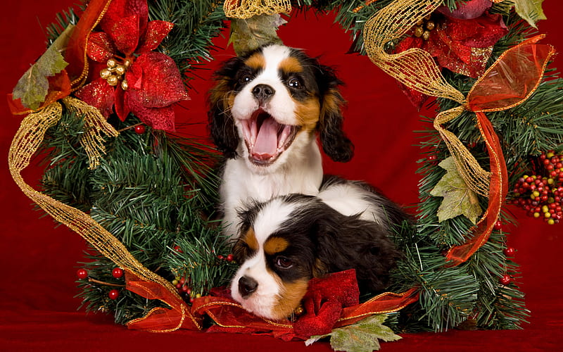 Cavalier King Charles Spaniel, little puppies, Christmas, New Year, small dogs, pets, HD wallpaper