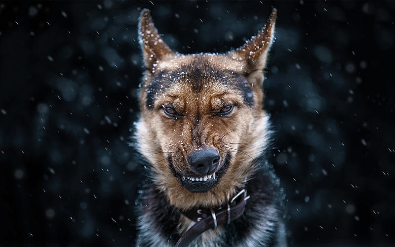Dog In Snow, dog, animals, snow, HD wallpaper