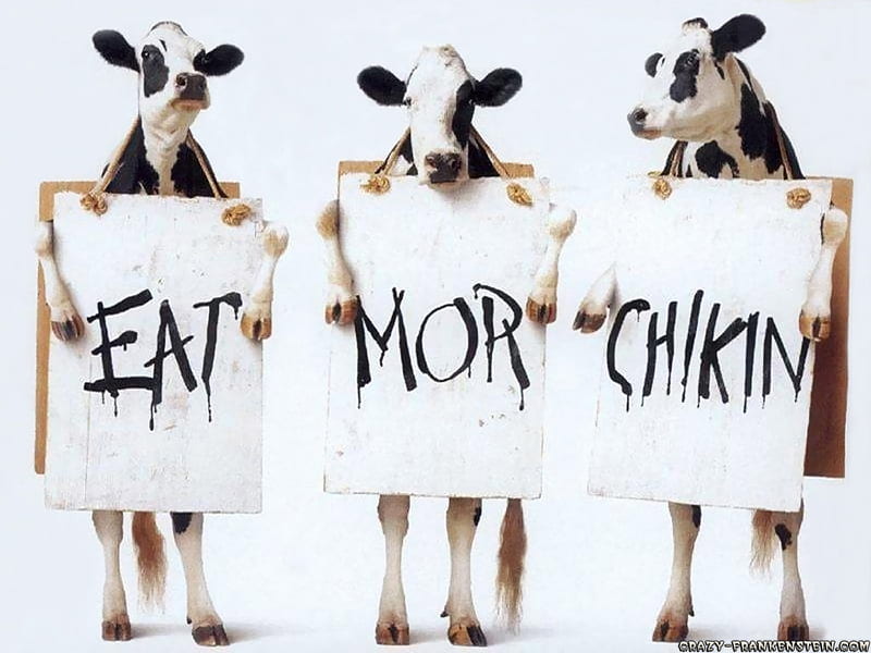 eat chikin, cow, chicken, quotes, sign, funny, animals, HD wallpaper