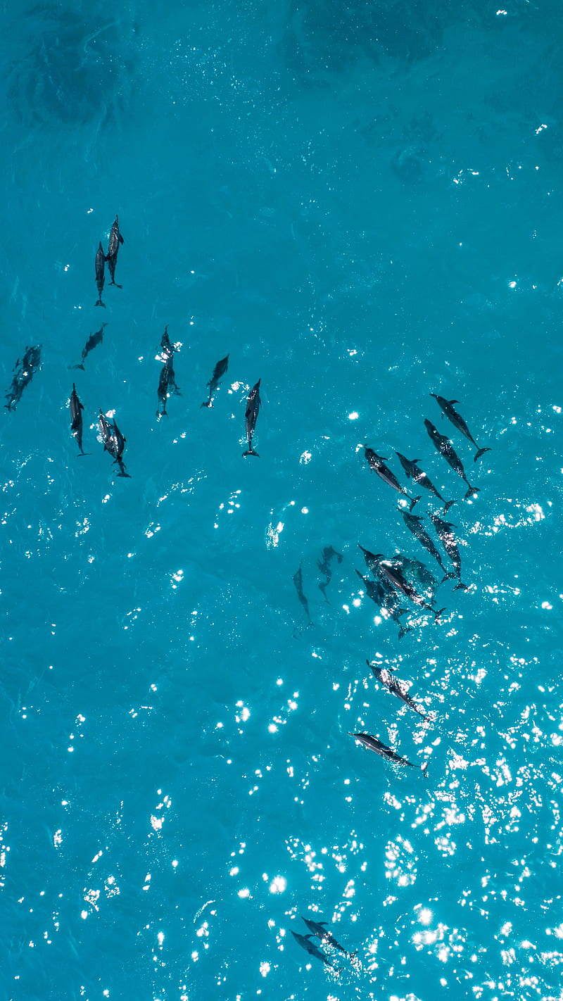 aerial graphy of black dolphins, HD phone wallpaper