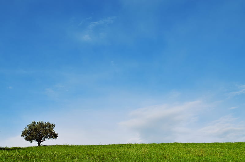 tree, lawn, landscape, minimalism, HD wallpaper