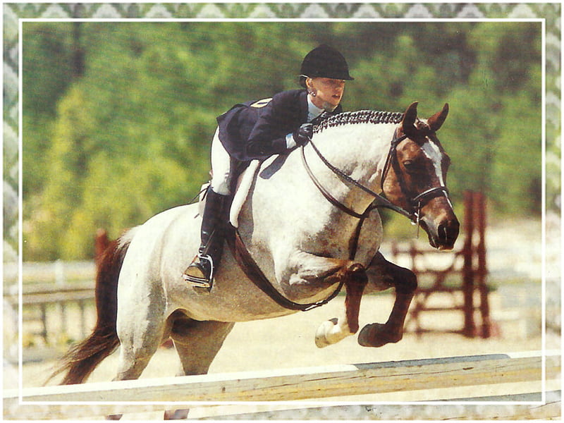 Roan Jumper - Horse F5 equine, horse, animal, graphy, equestrian, rider, fences, jumper, HD wallpaper