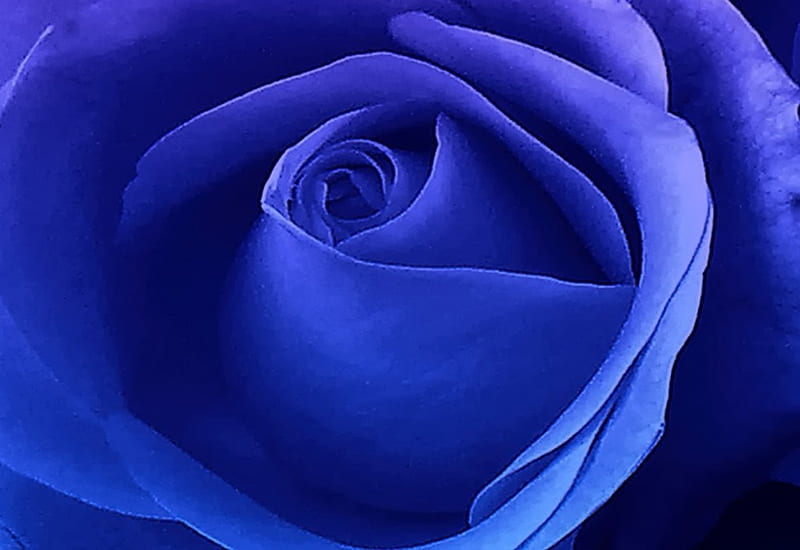 Azul real, flor, real, rosa, azul, Fondo de pantalla HD | Peakpx