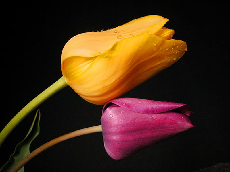 Lovely Tulips, colorful, lovely, colors, yellow, bonito, drops, purple