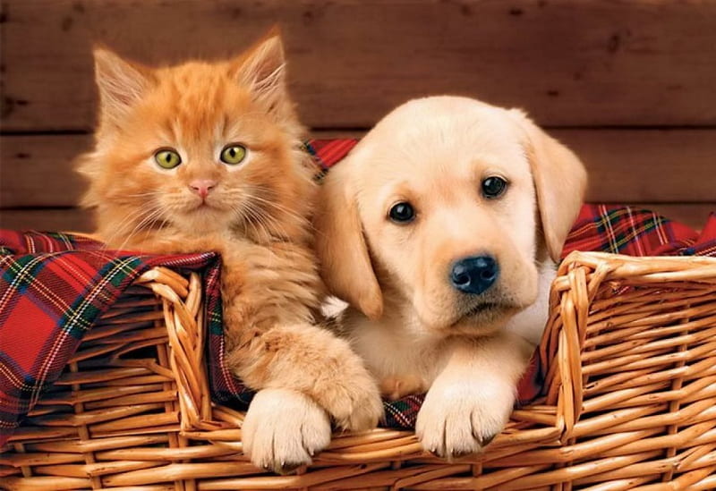 Friends, fluffy, kitty, adotrable, cat, sweet, cute, basket, kitten, puppy, HD wallpaper