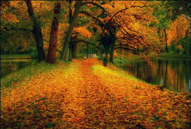 Brilliant autumn, forest, colorful, fall, shore, lovely, falling ...