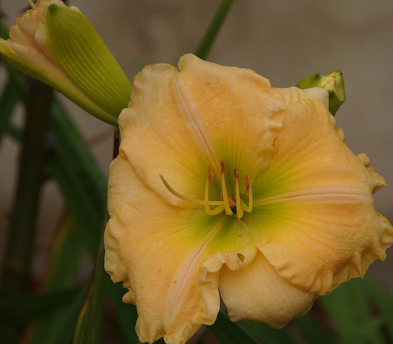 Beautiful Day Lily, lily, flowers, petals, nature, HD wallpaper