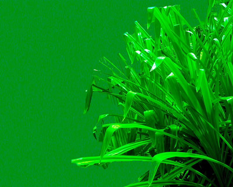 HD pandanus wallpapers | Peakpx