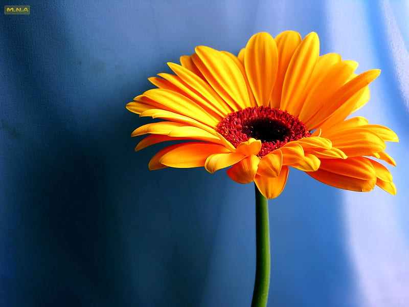 Flor solitaria, flores de colores, rosa, colores, flor colorida, flor,  flores, Fondo de pantalla HD | Peakpx