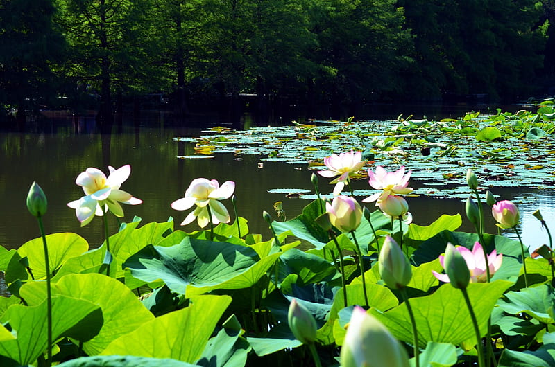 Lotus Flowers, pond, leaves, waterlilies, blossoms, lilies, park, HD wallpaper