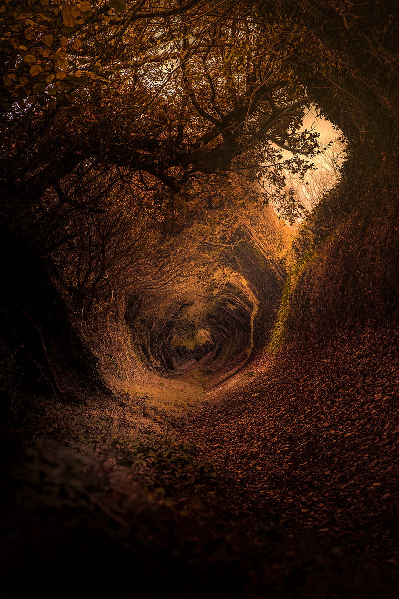 tunnel, leaves, plants, dark, outdoors, trees, HD phone wallpaper
