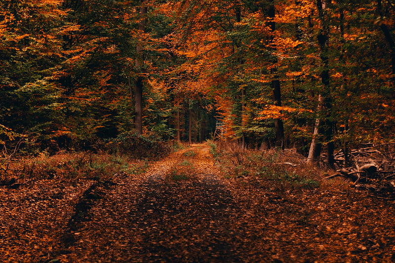 forest, path, autumn, foliage, fallen, trees, autumn landscape, HD wallpaper