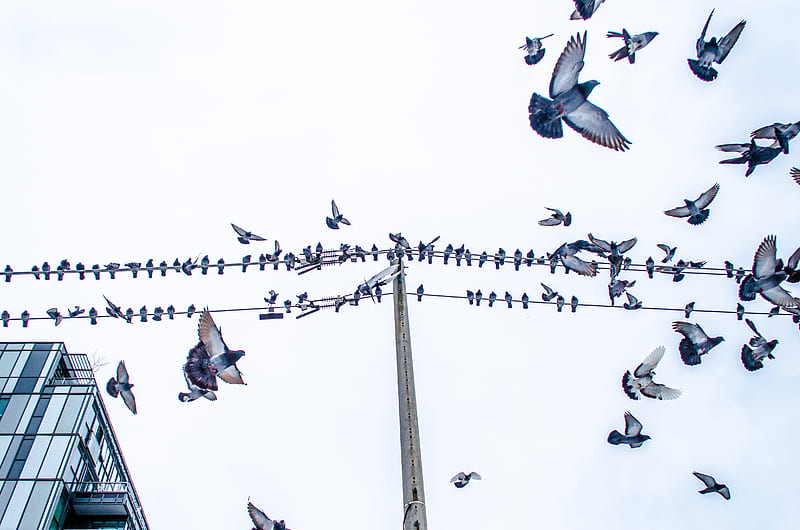 flock of birds flying over the electric post, HD wallpaper