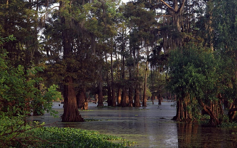 Louisiana Cypress, cypress trees, louisiana, bald cypress, HD wallpaper