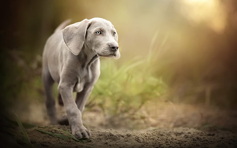 weimaraner, puppies, pets, small gray dog, gray puppy, HD wallpaper