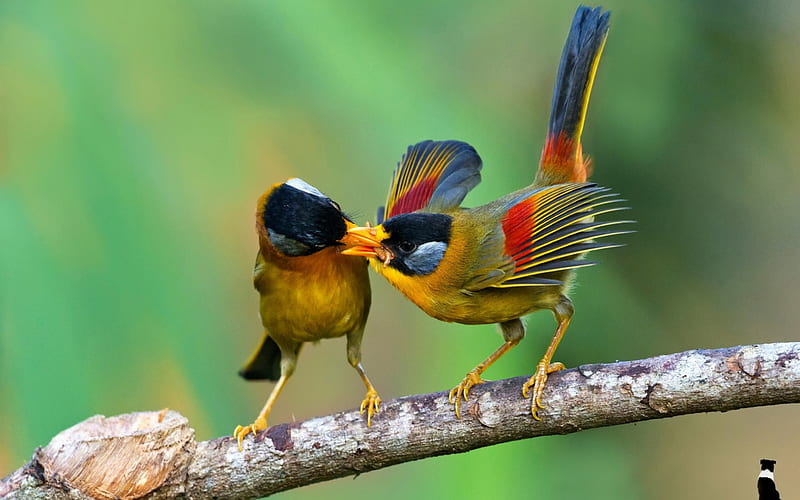 Birds Sharing Food, Winged Creatures, Colorful, Animals, Birds, HD wallpaper