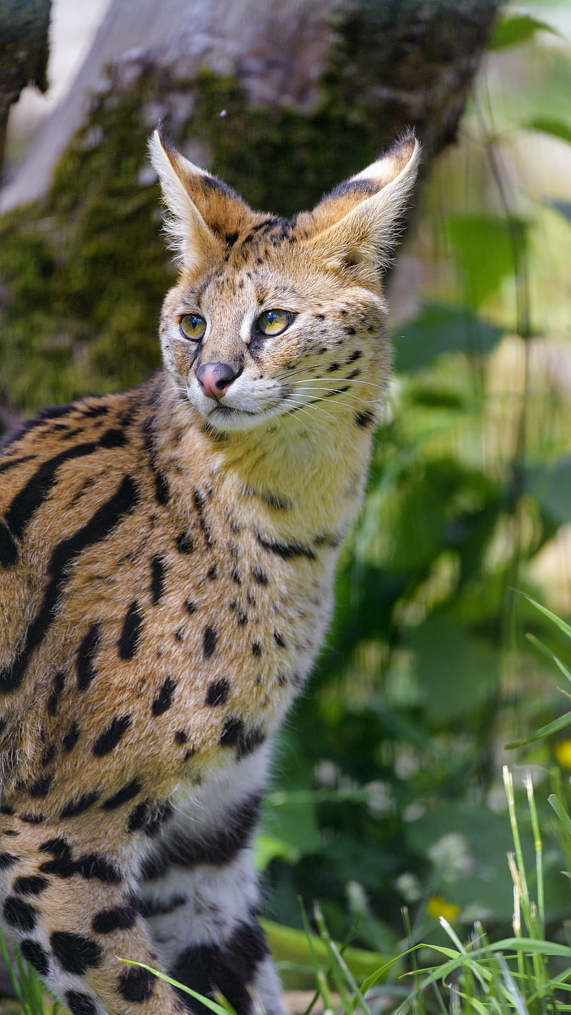serval, wild cat, cat, spots, predator, HD phone wallpaper