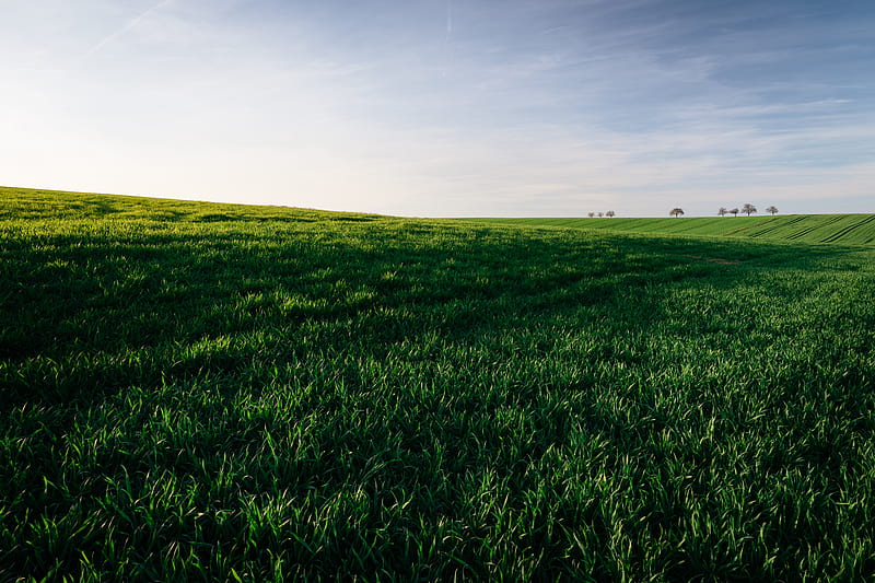 grasses, field, horizon, sky, green, HD wallpaper