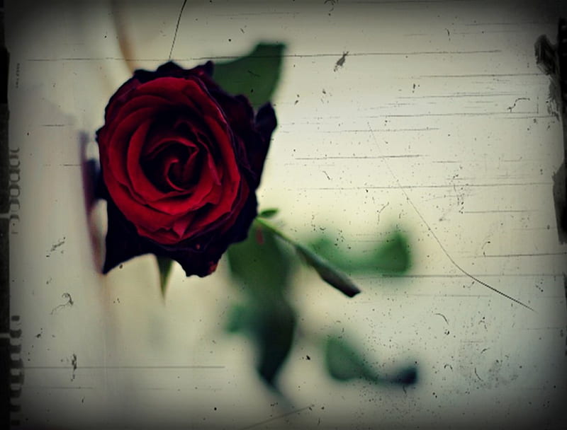 Red Rose, flower, queen, red, alone, HD wallpaper | Peakpx