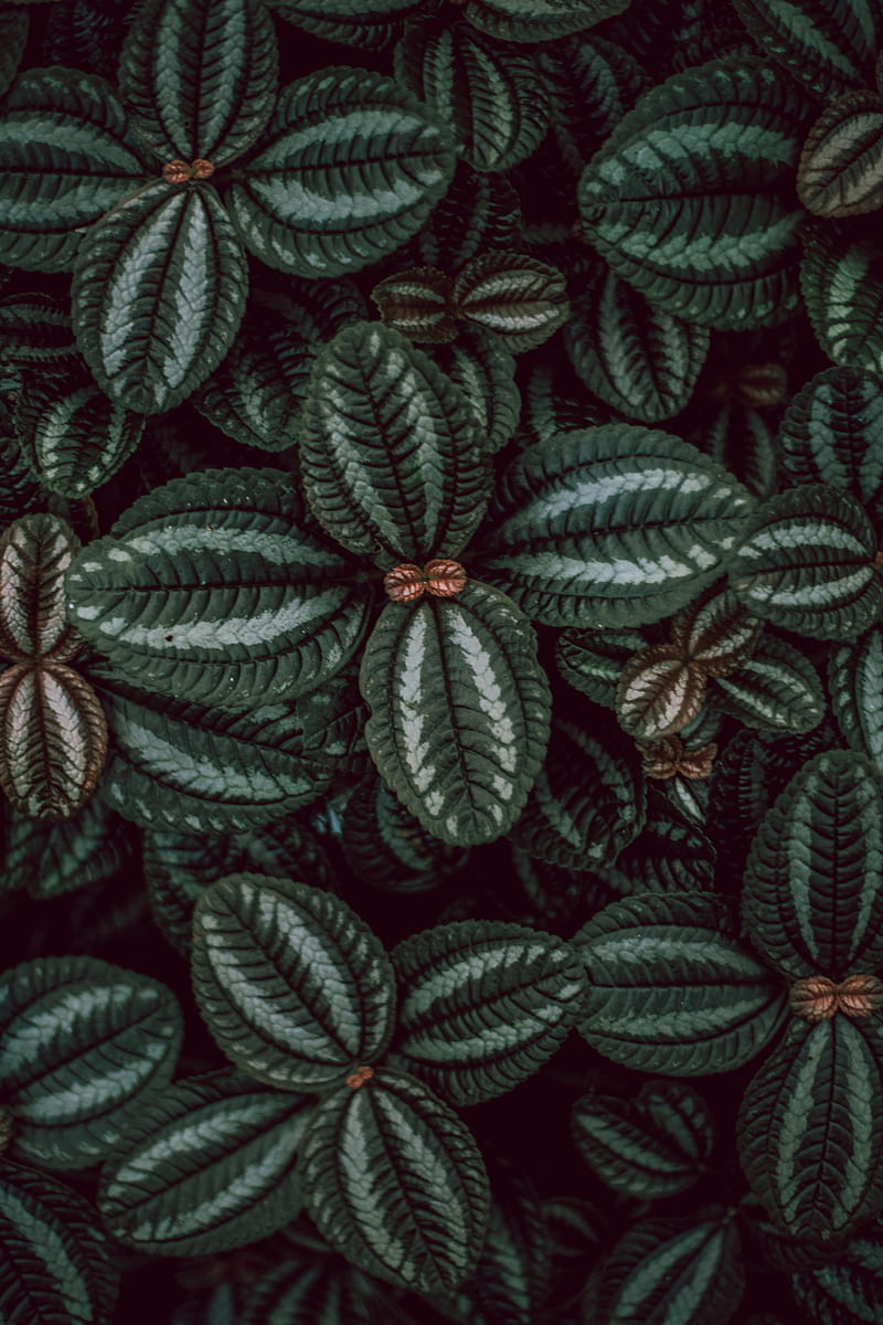 leaves, stripes, surface, macro, plant, HD phone wallpaper
