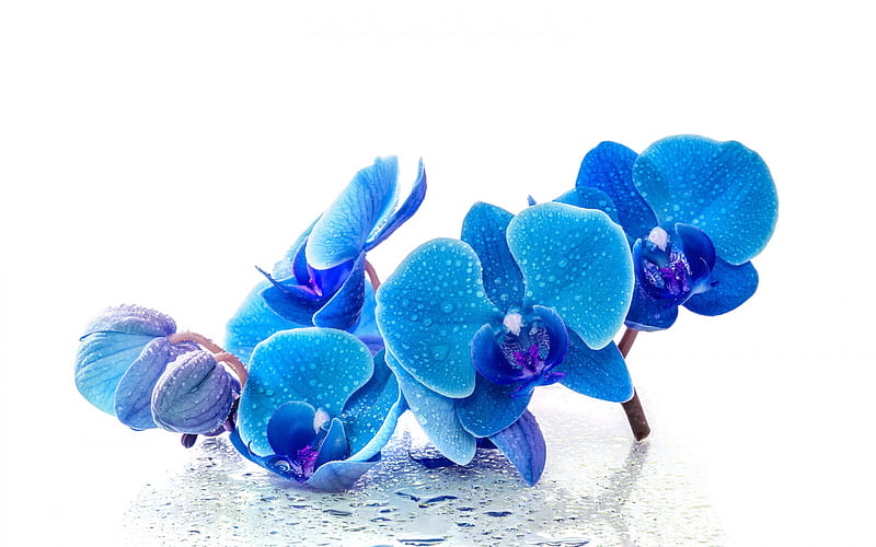 blue orchids, tropical flowers, blue flowers, Blue phalaenopsis orchids, HD wallpaper