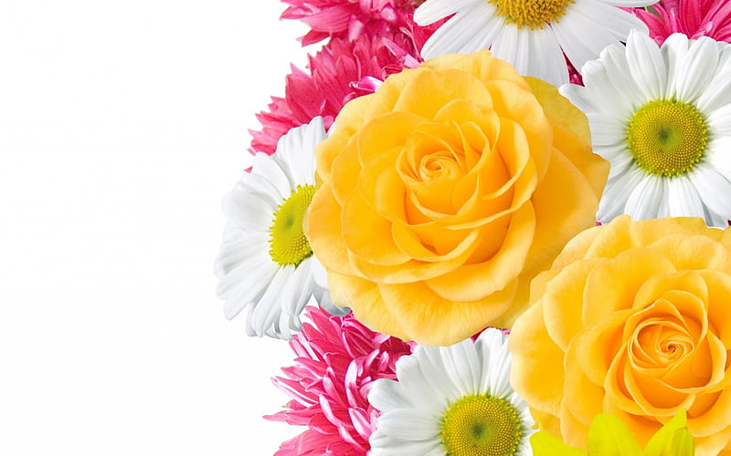 Flowers, rose, texture, flower, yellow, white, pink, daisy, card, HD  wallpaper | Peakpx
