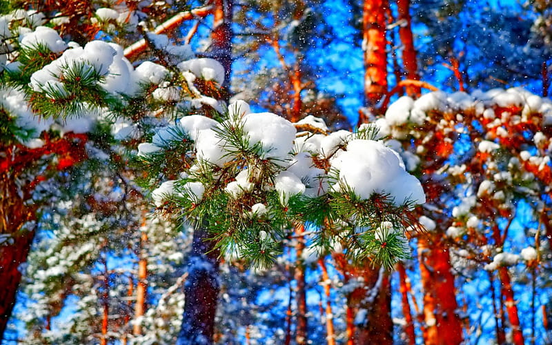 Snowflakes, snow, pine branches, crystal ice, pine trees, nature, sky, HD wallpaper