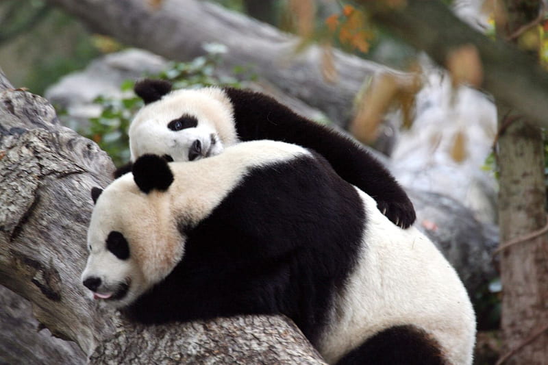 I Love You Mommy, panda bear, mommy, mother love, panda, love, panda bears, cub, bears, animals, HD wallpaper