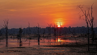 swamp at dusk