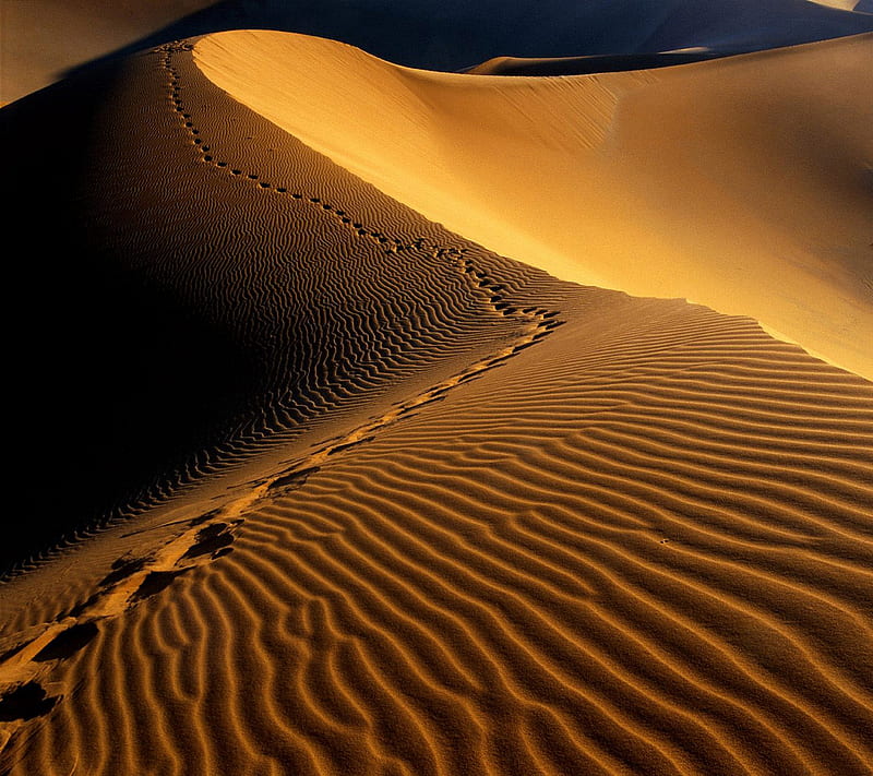 Footprints, africa, desert, dunes, namibia, sand, HD wallpaper
