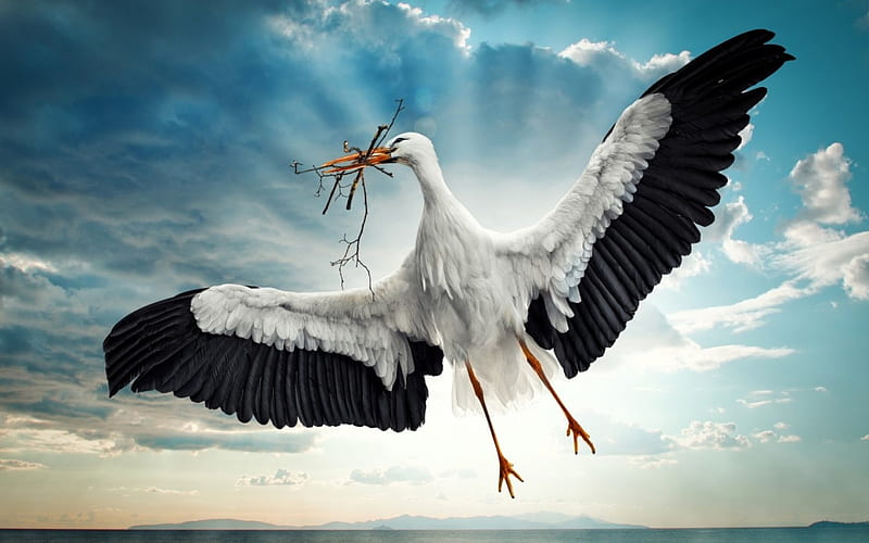 Stork, wings, black, spring, sky, bird, feather, white, blue, HD wallpaper