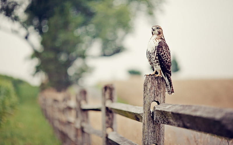 Eagle on the fence, fence, birds, eagle, tree, HD wallpaper | Peakpx