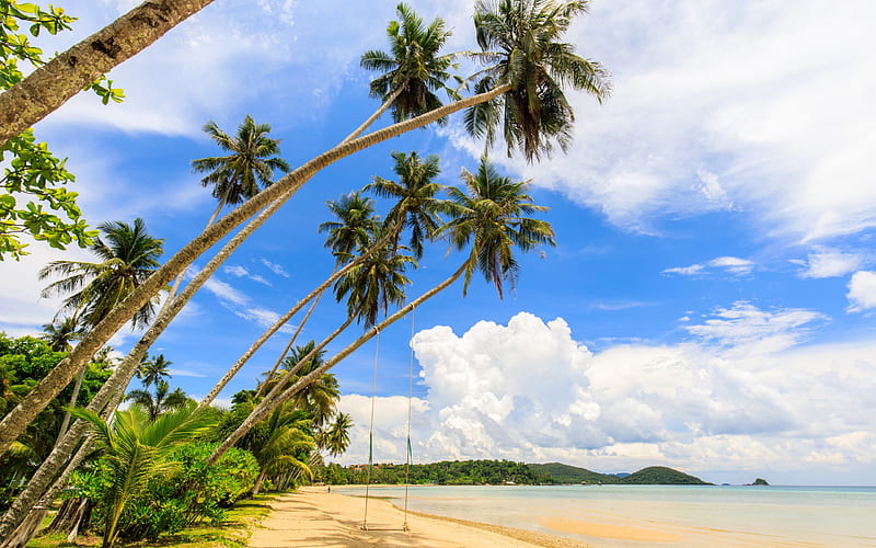 tropical island, swing on a palm tree, ocean, summer, beach, coast, palm trees, HD wallpaper