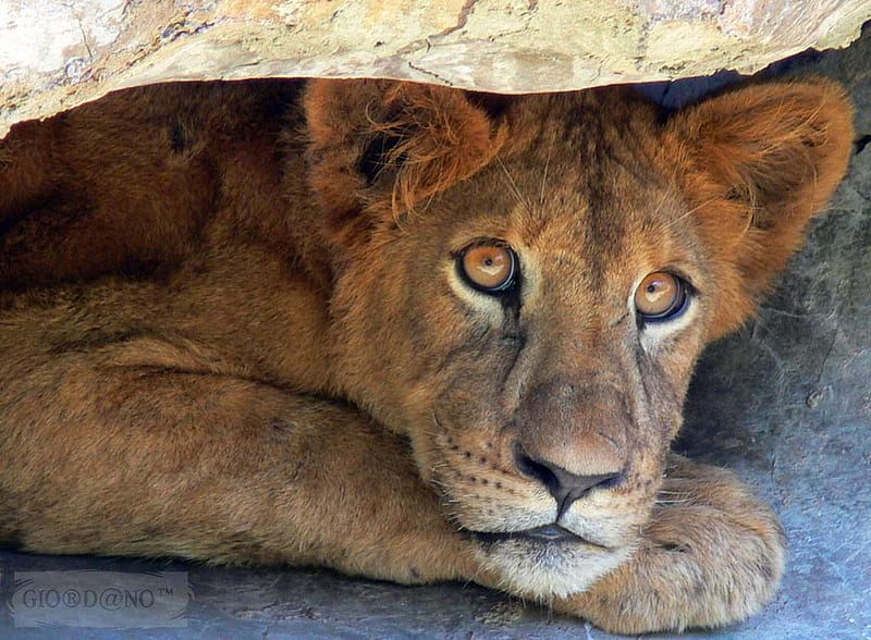 Lion Cub, paws, young, big cat, rock, big eyes, shelter, lion, HD wallpaper