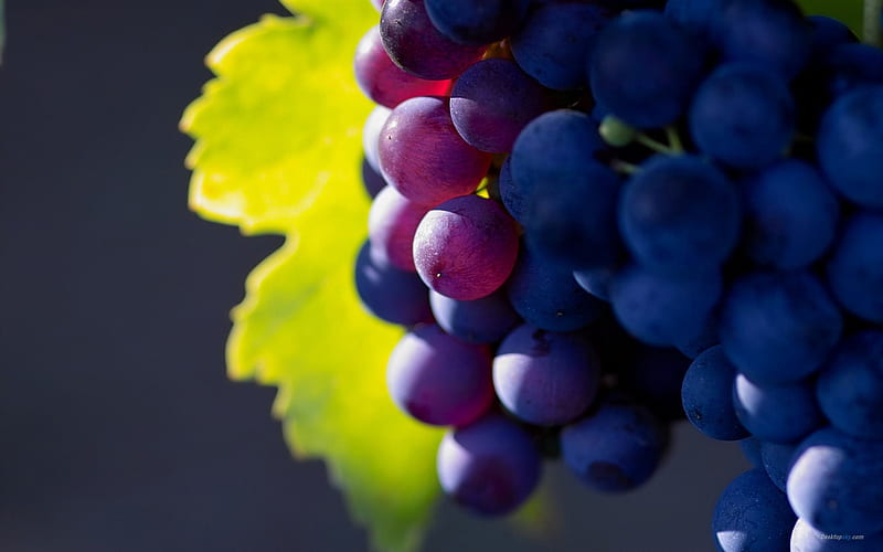 grapes, close-up, harvest, fruits, HD wallpaper