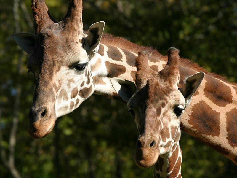 RETICULATED GIRAFFE, bushveld, mums and kids, savannah, giraffe, africa, HD wallpaper