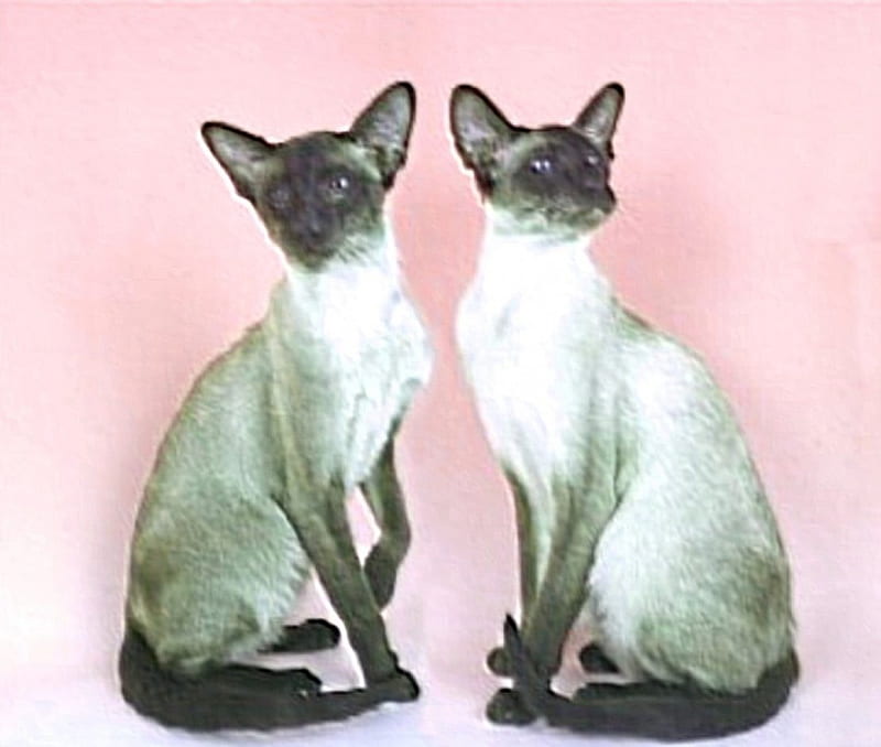 Siamese cats, mirror, look, alikes, HD wallpaper