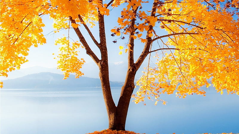 Yellow autumn over the sea, fall, autumn, 1920x1080, yellow, bonito, clouds, graphy, leaves, nice, morning, scenery, blue, amazing, oceanscape, sky, leaf, tree, water, cool, awesome, seascape, nature, scene, landscape, HD wallpaper
