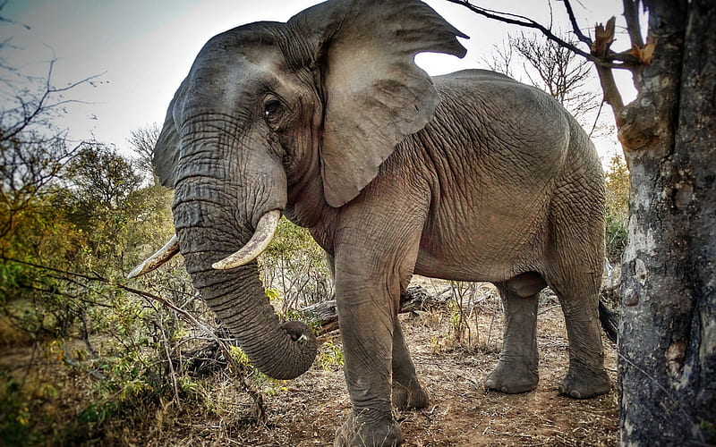 elephant, wildlife, Africa, trunk, tusks, big elephant, HD wallpaper