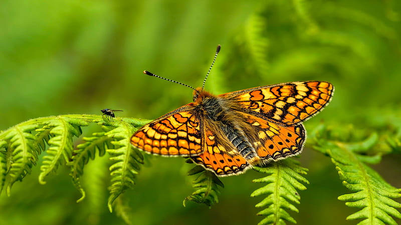 Yellow Brown Butterfly With Open Wings On Green Leaves In Blur Green Background Butterfly, HD wallpaper