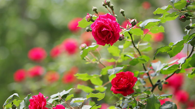 Bush Red Rose With Leaves Flowers, HD wallpaper