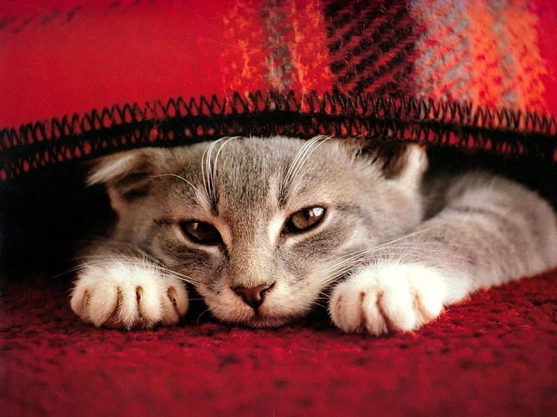 Warm and Fuzzy, cute, tabby, kitten, cats, animal, HD wallpaper